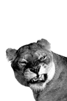 Photo de profil de Le Cercle des Multipotentiels